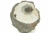Unidentified Lichid Trilobite From Jorf - Belenopyge Like #242428-1